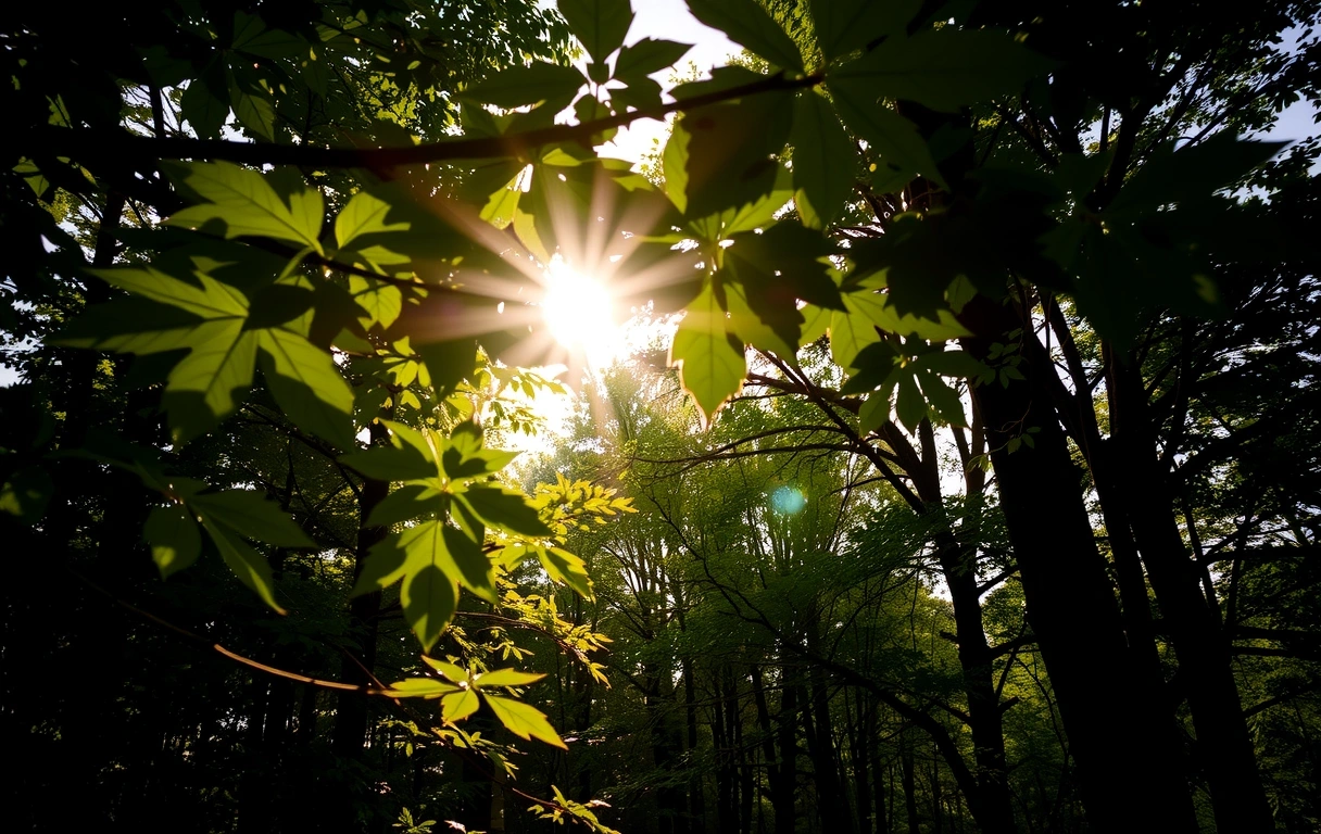 Sunlight through leaves